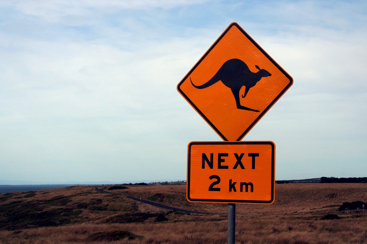 Gare aux kangourous sur les routes australiennes